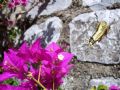 Papilio machaon